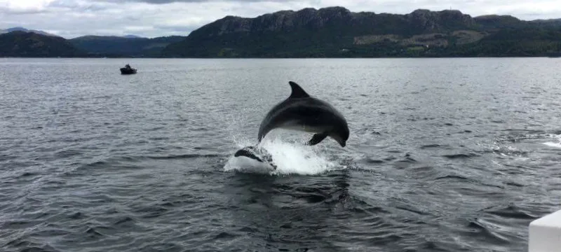 A dolphin on the surface