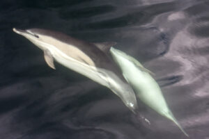 Two dolphins underwater