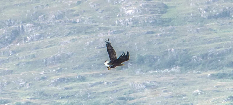 Sea eagle in flight