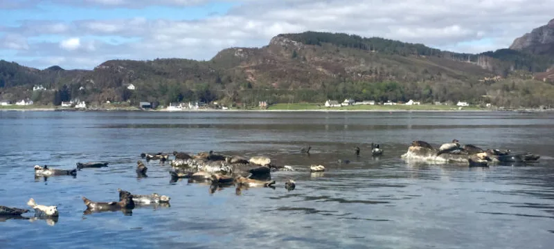 A group of seals